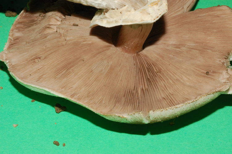 A. xantoderma?
